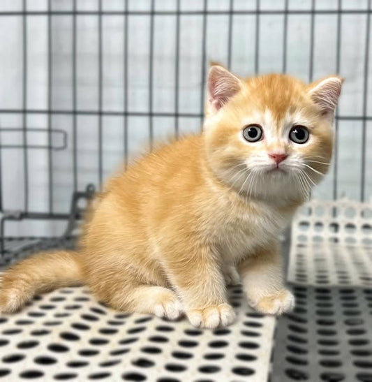 British Shorthair