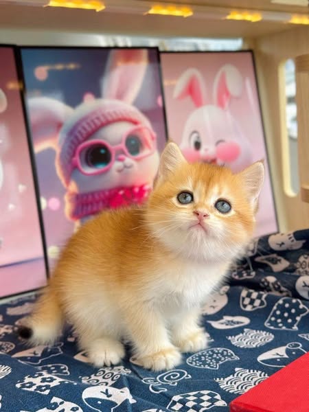 British Shorthair