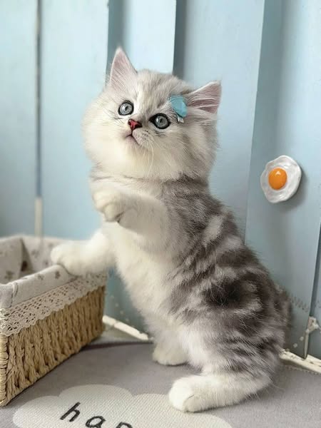 British Longhair