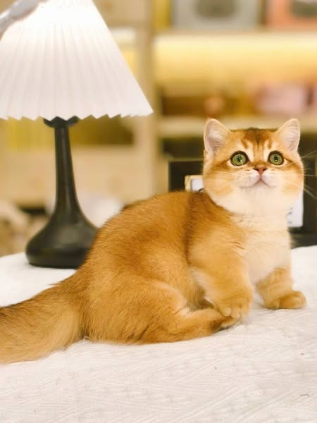 Munchkin