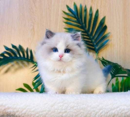 Ragdoll