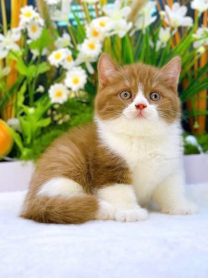British Shorthair