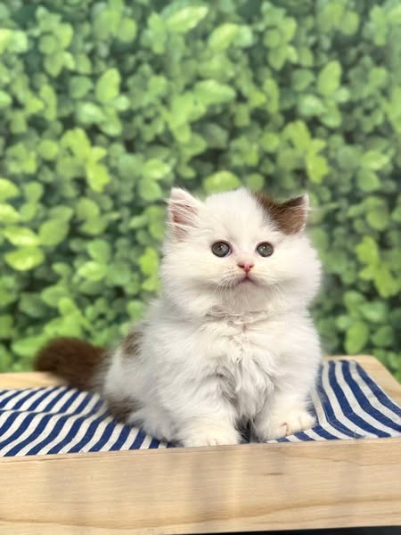 Munchkin Longhair