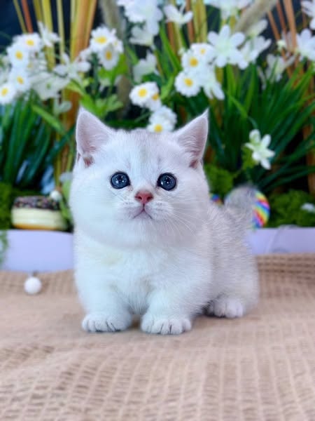 Munchkin