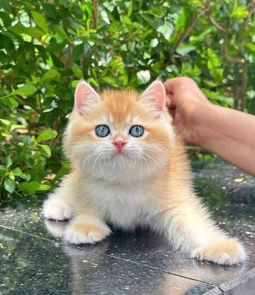 British Shorthair