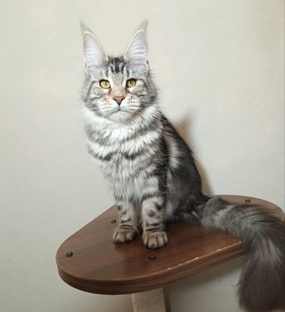 Maine Coon