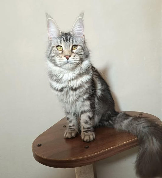 Maine Coon