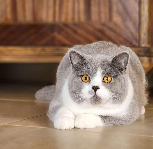 British Shorthair