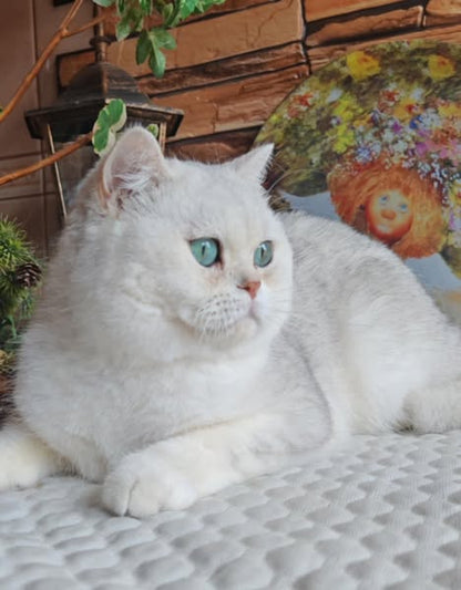 British Shorthair