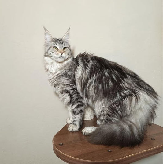 Maine Coon