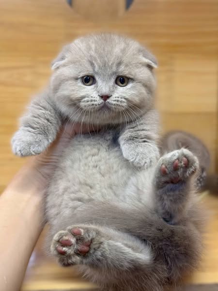 Munchkin Fold