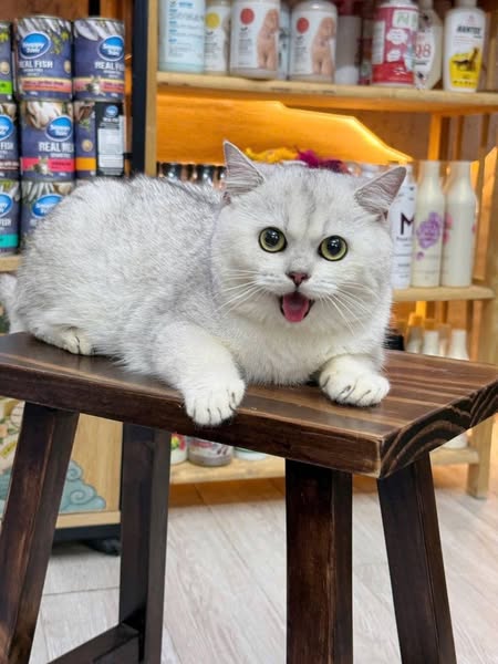British Shorthair