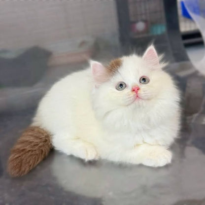 British Longhair