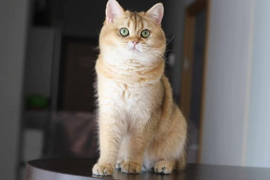 British Shorthair