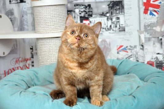 British Shorthair