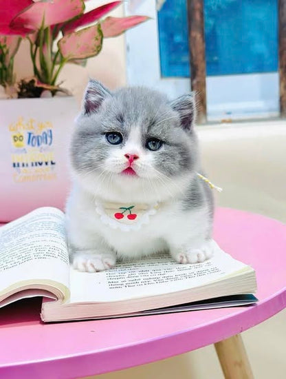 Munchkin
