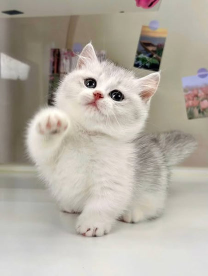 Munchkin