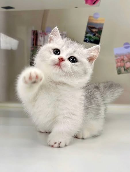 Munchkin
