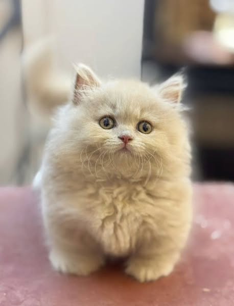 Munchkin Longhair