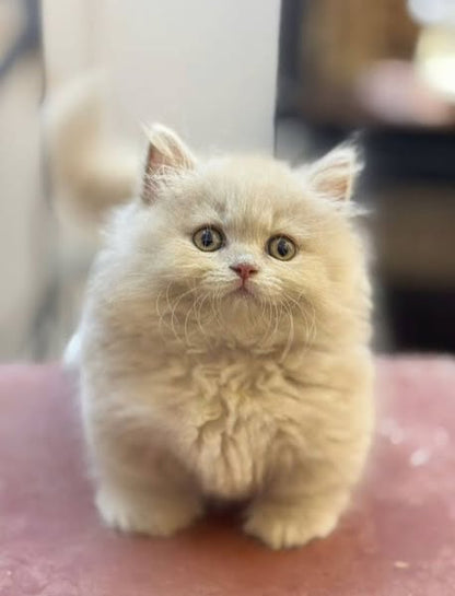 Munchkin Longhair