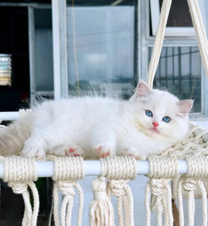 Ragdoll