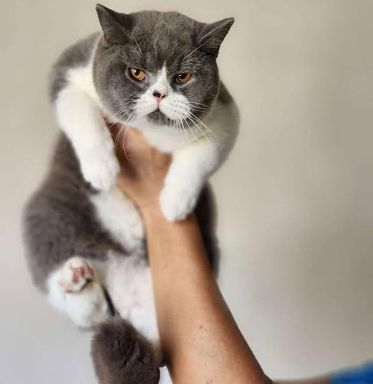 British Shorthair
