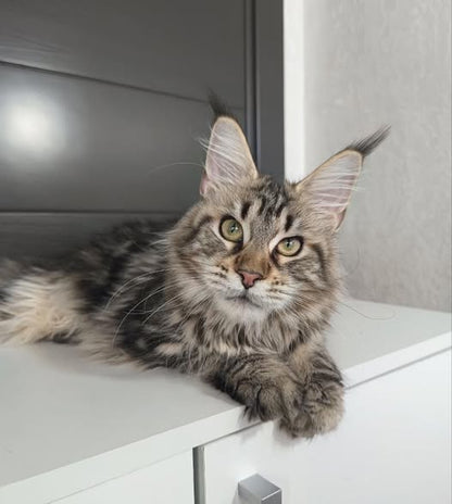 Maine Coon