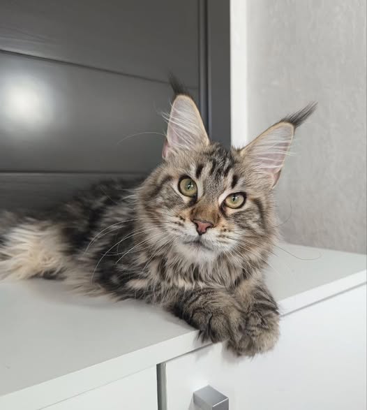 Maine Coon