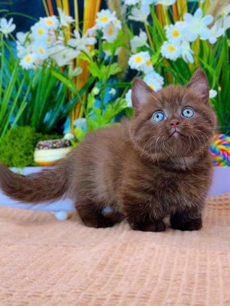 Munchkin