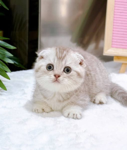 Munchkin Fold