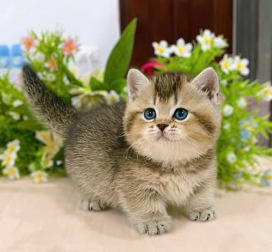 Munchkin