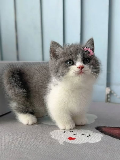 Munchkin