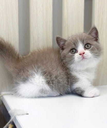 Munchkin