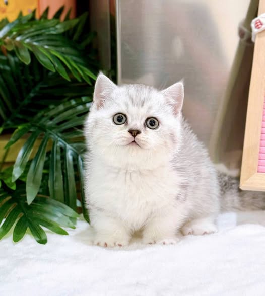 Munchkin