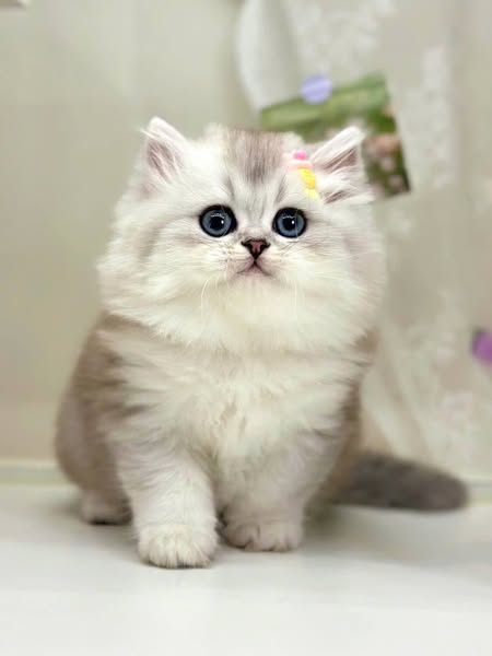 British Longhair