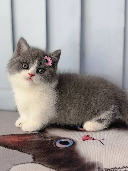 Munchkin