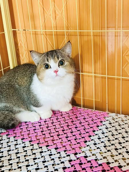 Munchkin