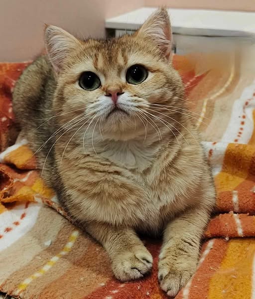 British Shorthair