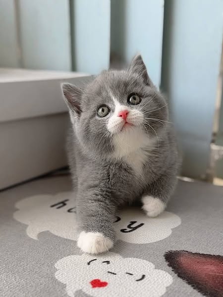 British Shorthair