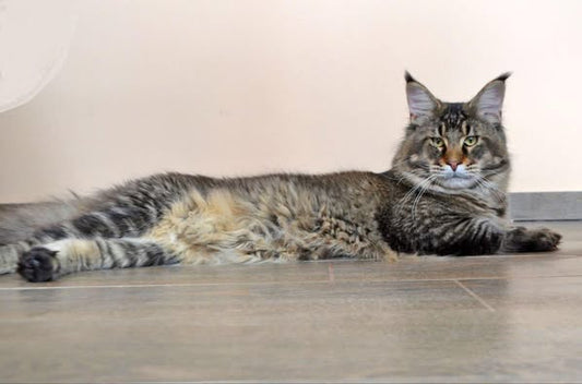 Maine Coon