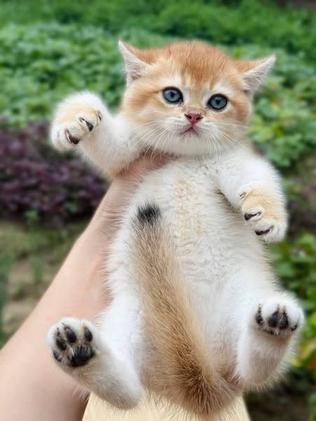 British Shorthair
