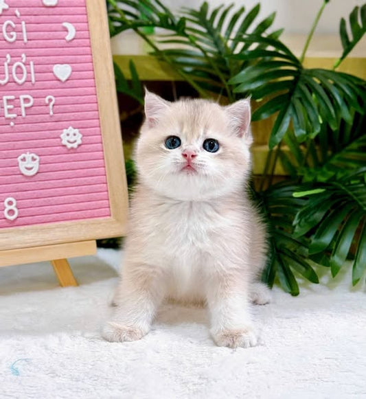 British Shorthair