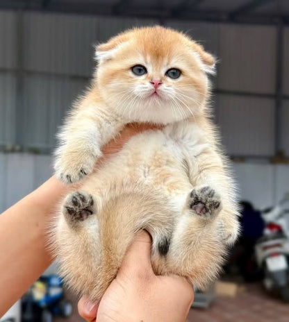 Munchkin Fold