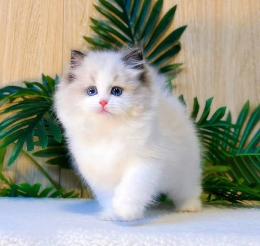 Ragdoll
