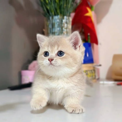 Munchkin