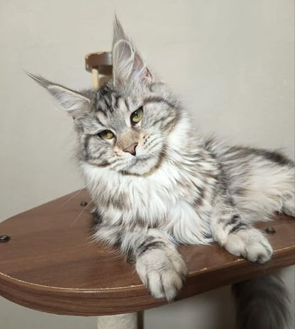 Maine Coon