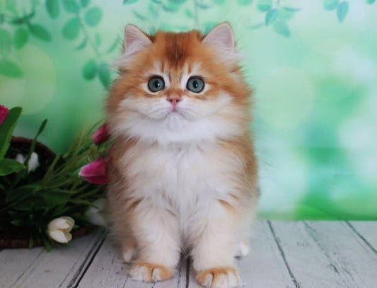 British Longhair