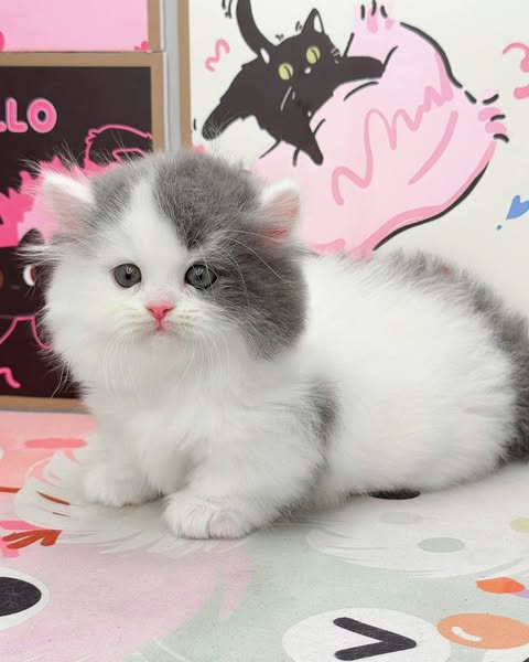 Munchkin Longhair