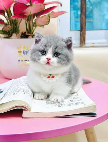 Munchkin