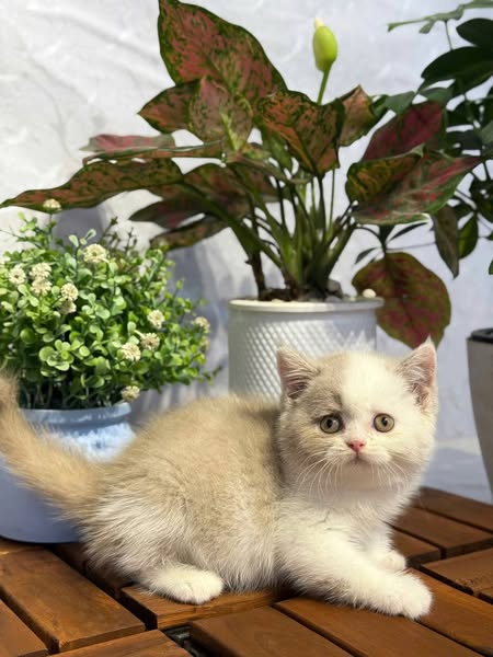 British Shorthair
